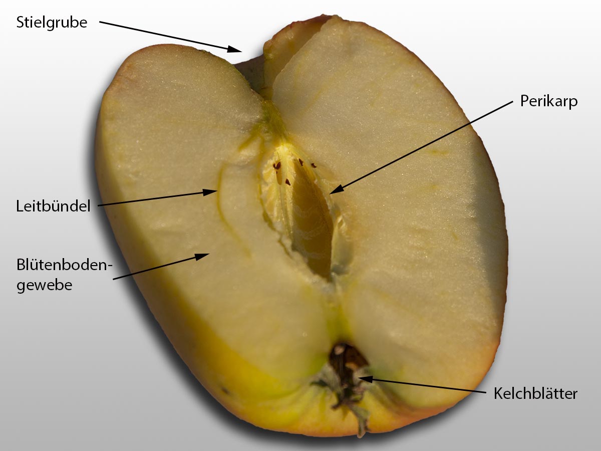 Malus domestica